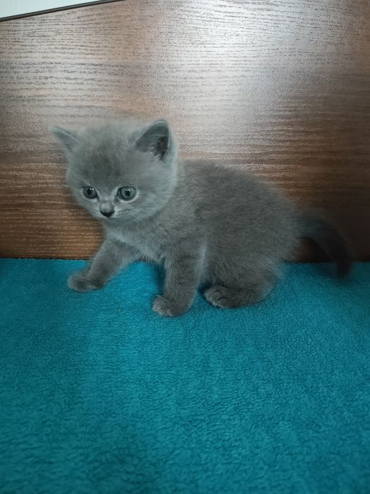 Котики прямовухі
