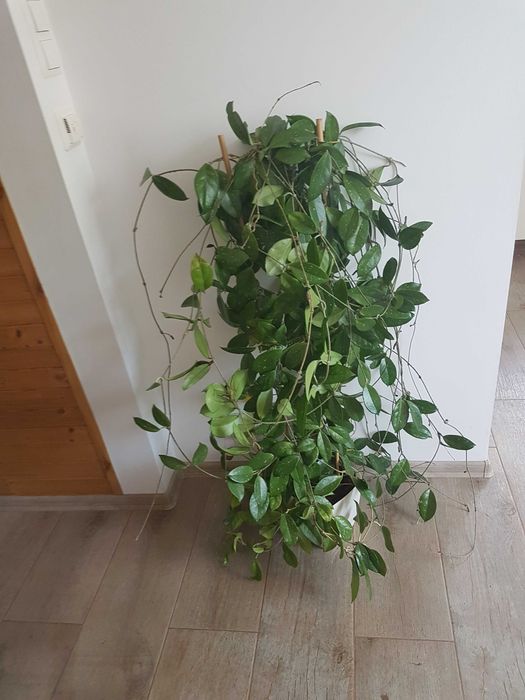 Sprzedam  dorodną HOJĘ