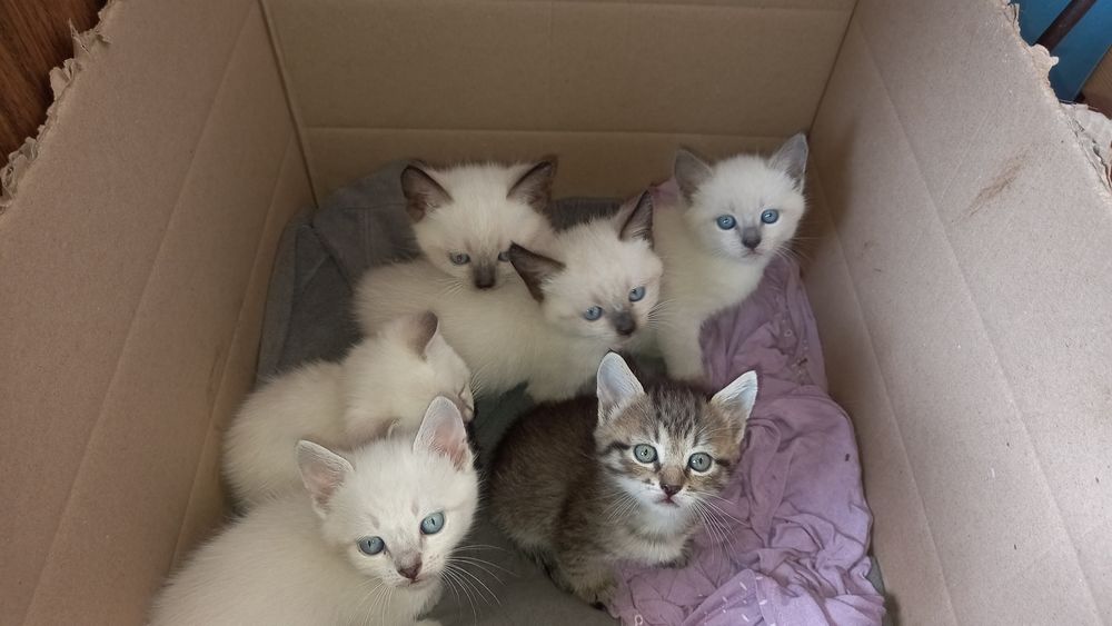 Кошенята Безкоштовно