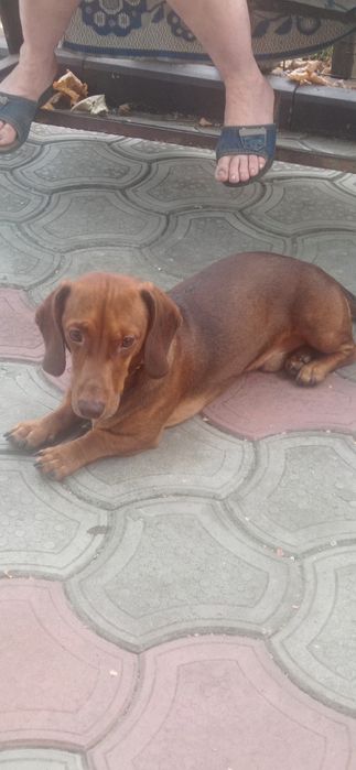 Молодой таксёныш ищет подругу