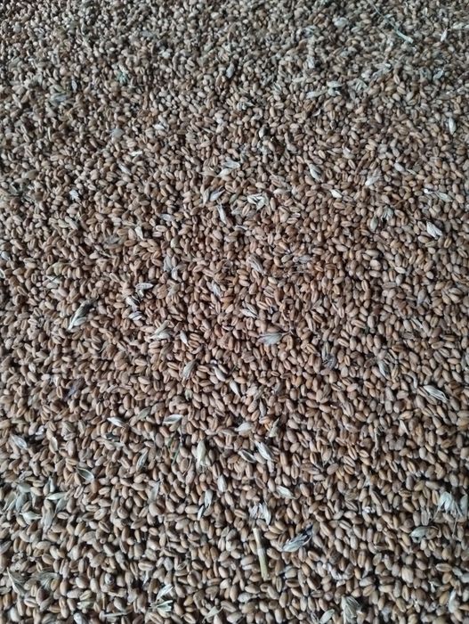 Продам пшеницю 2025