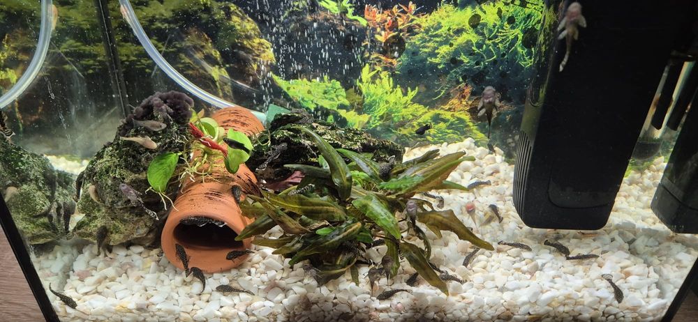 Glonojad , molinezja , krewetka - własna hodowla