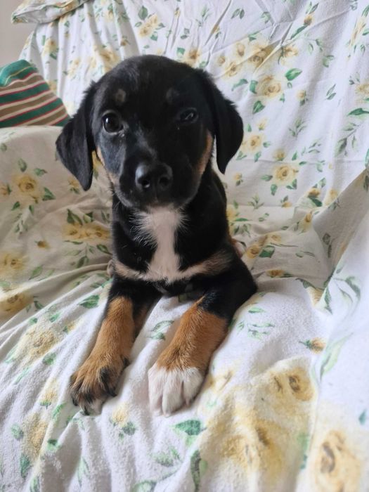 Zwierzęta szczeniaki do adopcji