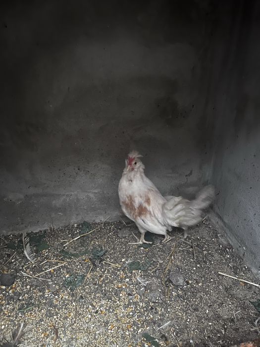 Lindo cadal de garnizos á procura de nova casa