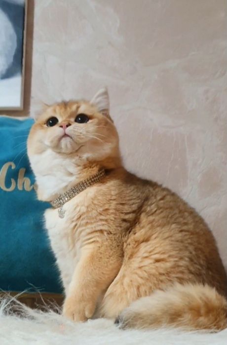 Плюшевый кото ведмедик ny12 шиншила