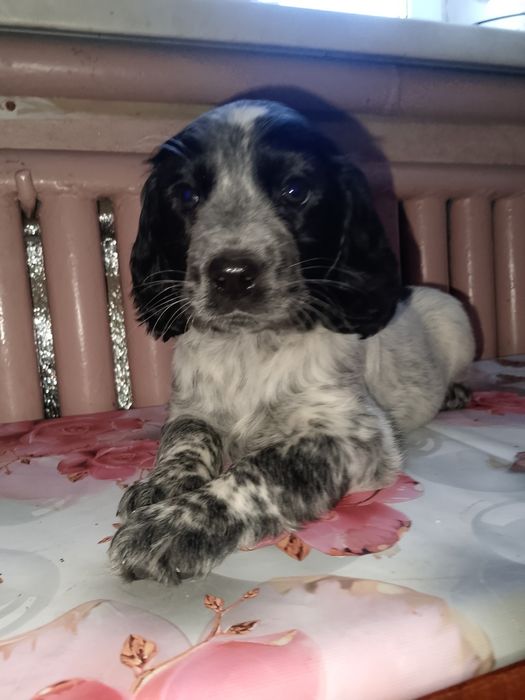 Цуценята спаніеля