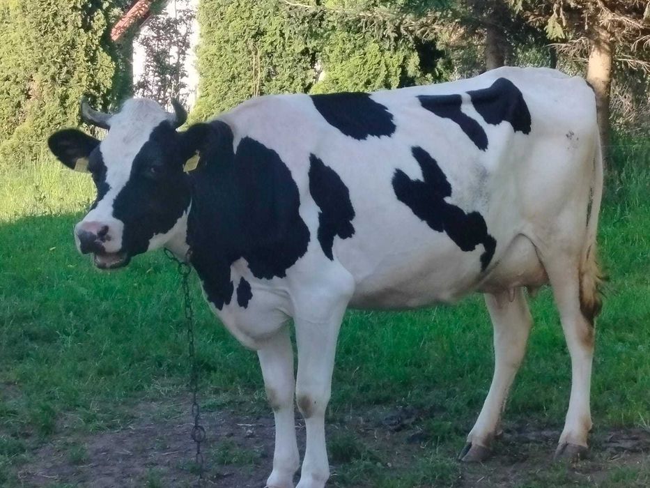 Krowy mleczne i jałówka