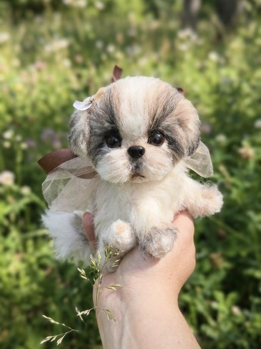 Uroczy Szczeniak Shih Tzu – Szydełkowa Maskotka Handmade. Piesek pluszak 
Przedstawiam unikalnego, ręcznie robionego szczeniaka rasy Shih Tzu. Ten mał