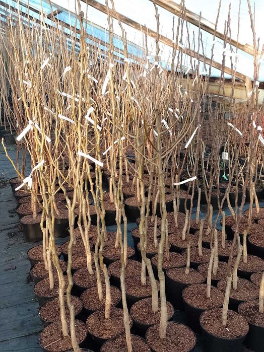 Drzewa owocowe jabłoń czereśnia grusza śliwa  jagoda agrest borowka