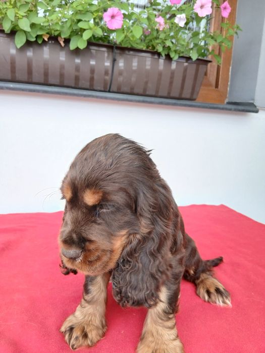 Cocker spaniel angielski