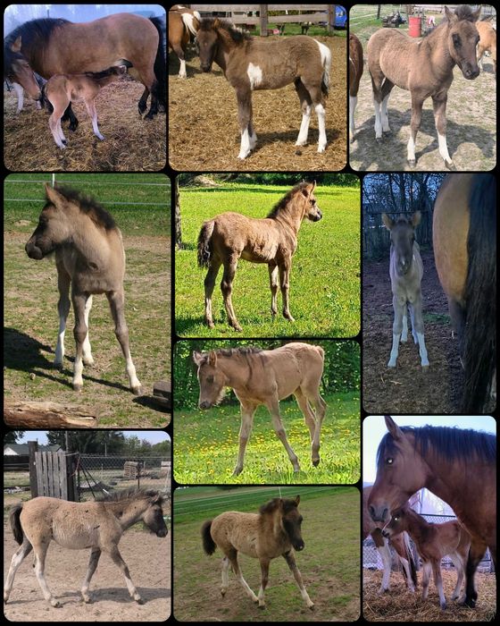 Stanówka Grymas-O ogierem huculskim krycie hucuł huculski ogier huculska
