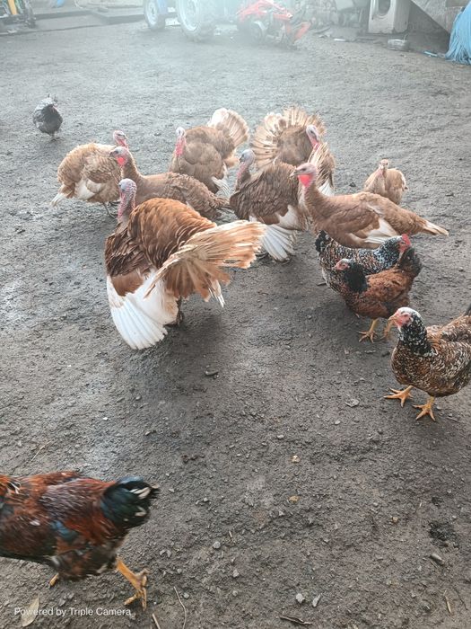 Індики, індички червоний бурбон!