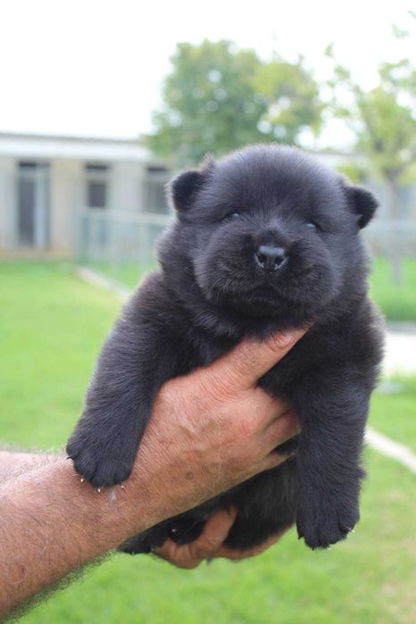 Cachorro Chow-Chow com LOP