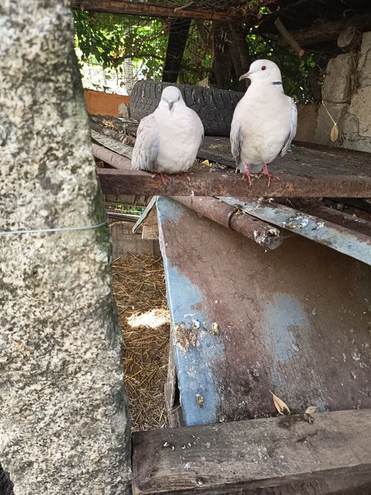 Tenho para venda dois casais de rolas  mansas