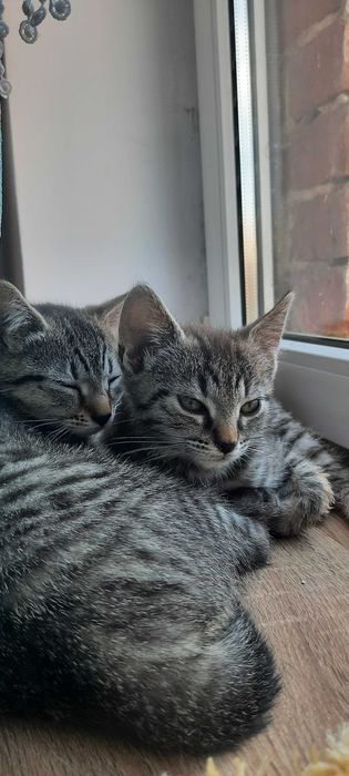 Kotki do adopcji