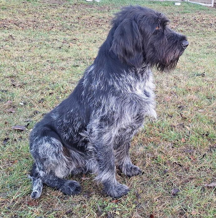 Wyżeł niemiecki szorstkowłosy (FCI) polujący