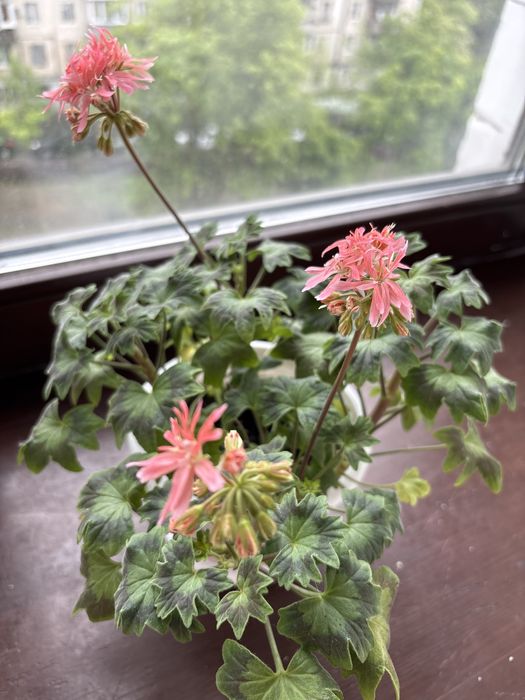 Пеларгонія Vectis Spider, viva rosita, Graingers Antiquie