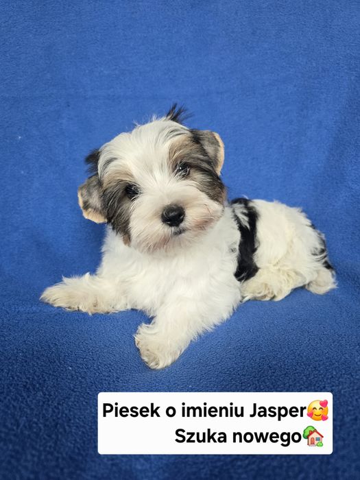 Piesek Yorkshire Terrier Color