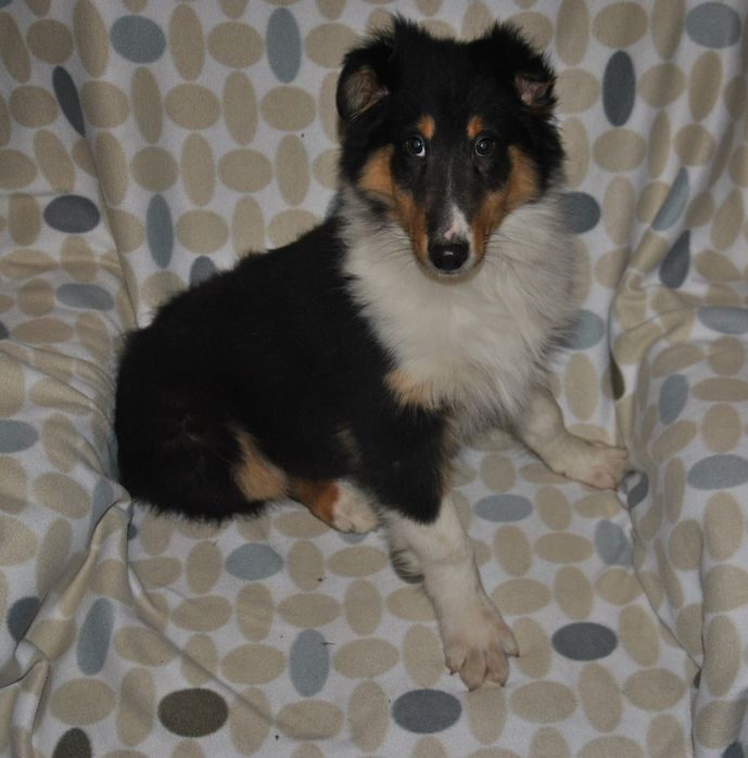 Owczarek szkocki collie Lessi