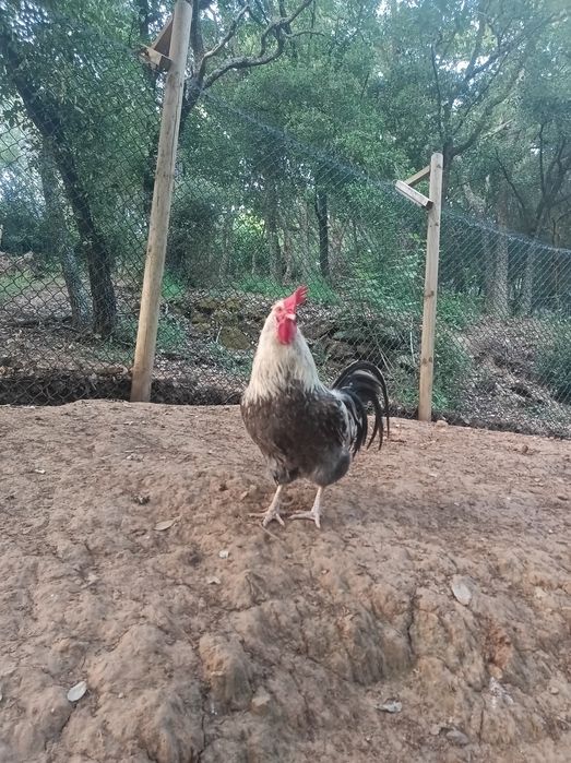 Galo de raça Sulmtaler
