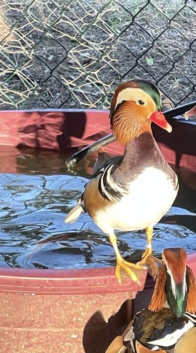 Patos ornamentais raça Mandarim