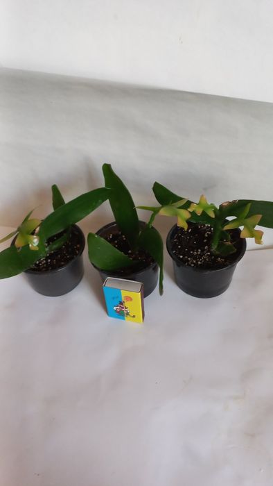 Эпифиллум Марниера