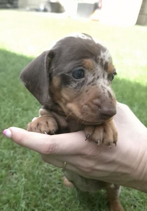Jamnik standardowy krótkowłosy suczka red merle