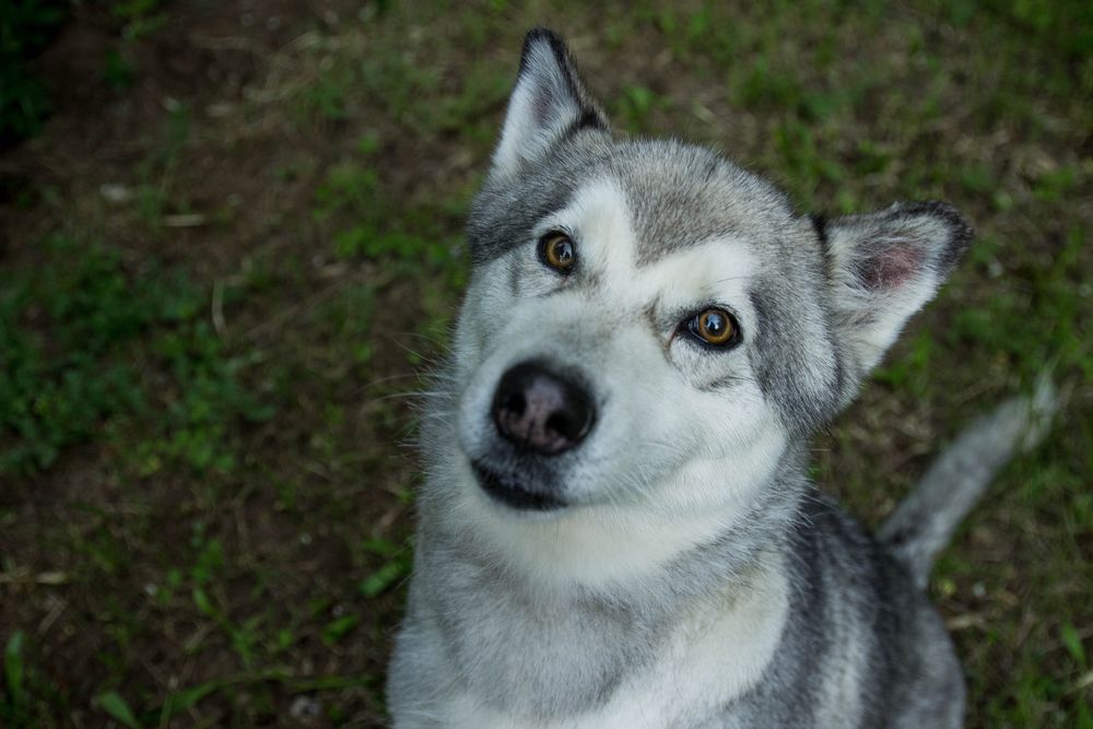 Шукаю відповідальну родину для дівчинки хаскі