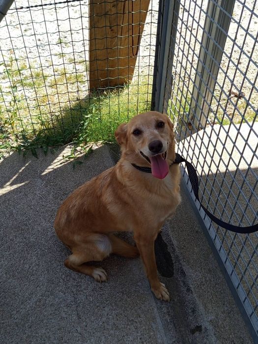 Cadelinha para adopção responsável
