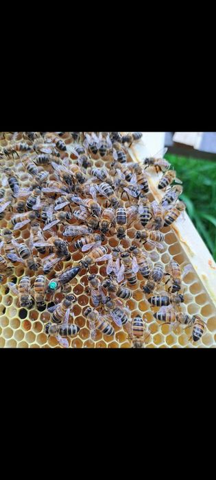 Matki pszczele 25 zł