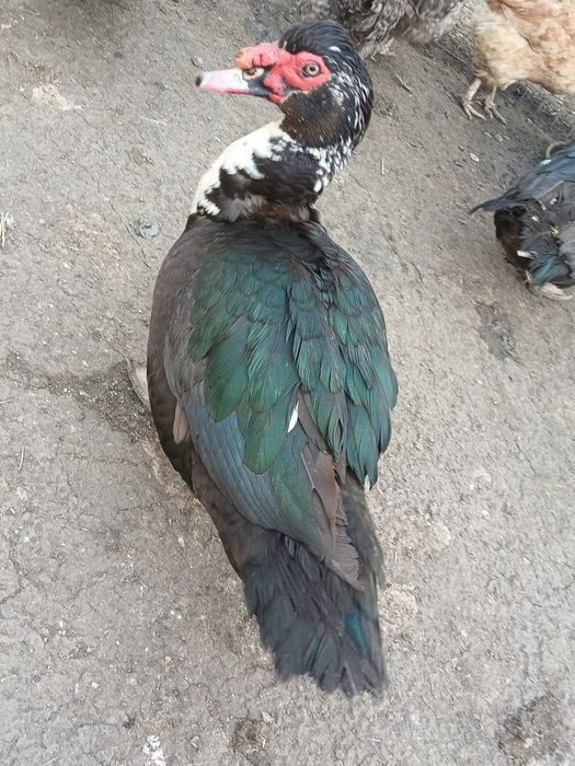 Продам индоуток! Индоутки! Индоутаки! Адресная доставка!