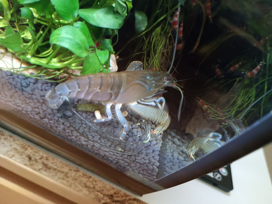 Duża zdrowa atya gabonensis  krewetka gabońska 10cm
