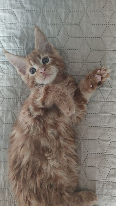 Рыжий красавчик Мейн Кун.