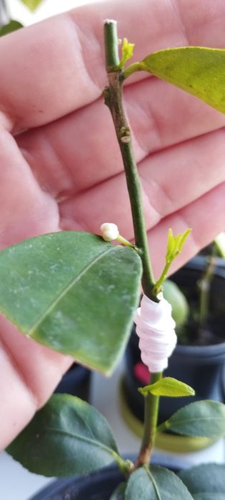 Лаймкват сорт Юстис с бутончиком