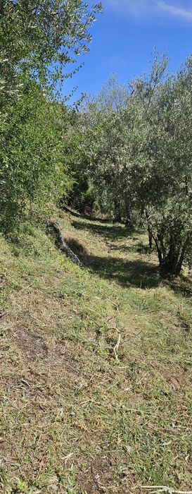 Terreno - Olival - Castelo Bragança