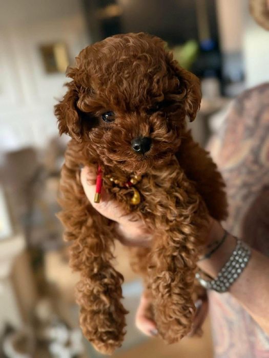 Toy pudel teacup