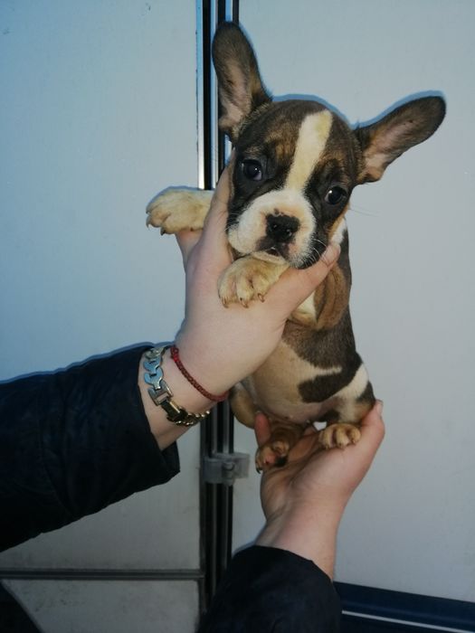 Французики Чистокровні хлопчики та дівчатка є доставка