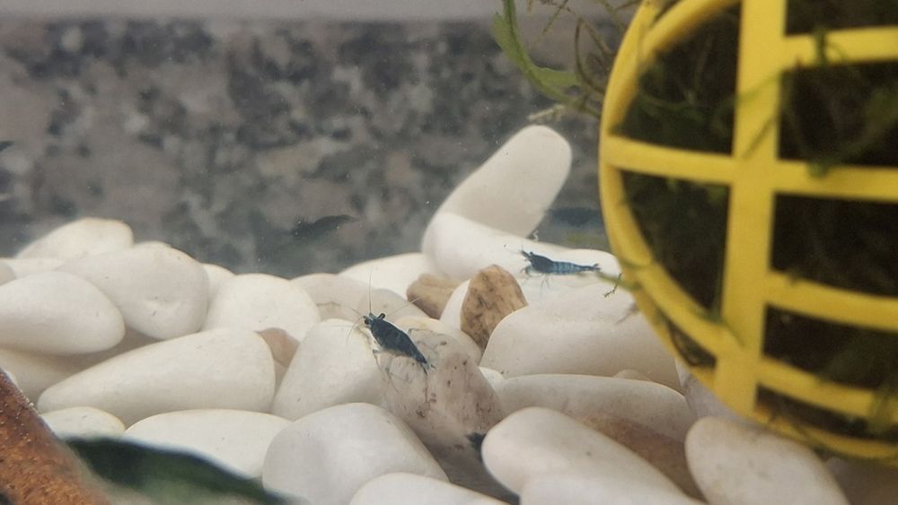 Camarões Neocaridinas blue - 12 unidades por 20€