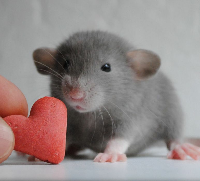 Крысы Дамбо, Рекс, кучерявые крысы