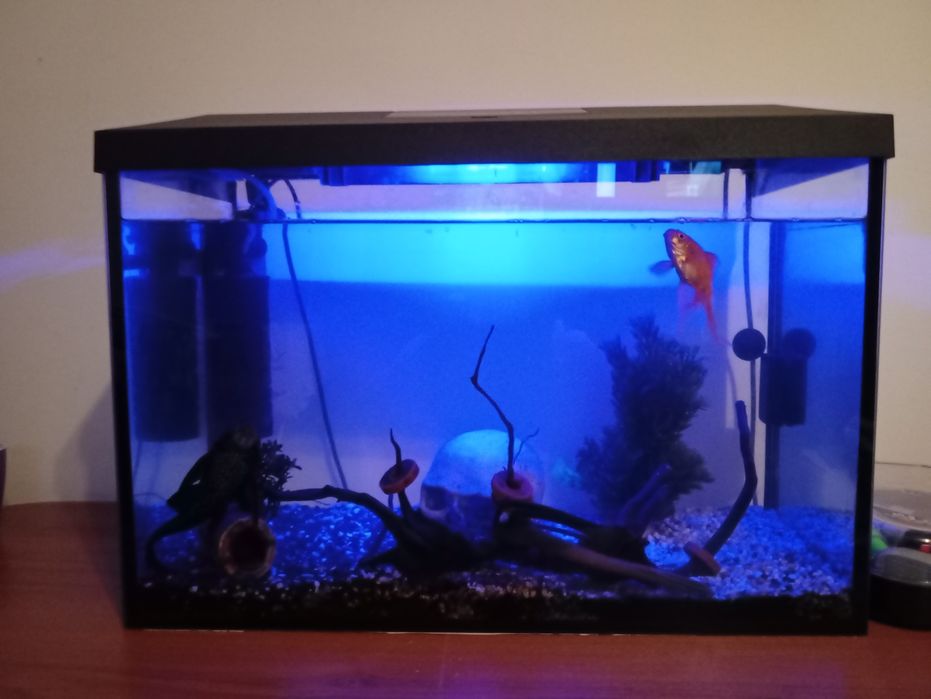 Akwarium aquael 72 L