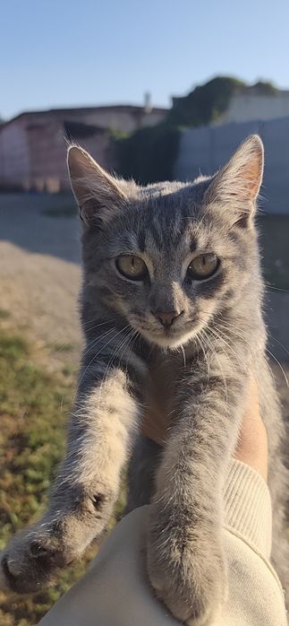 кошенята безкоштовно