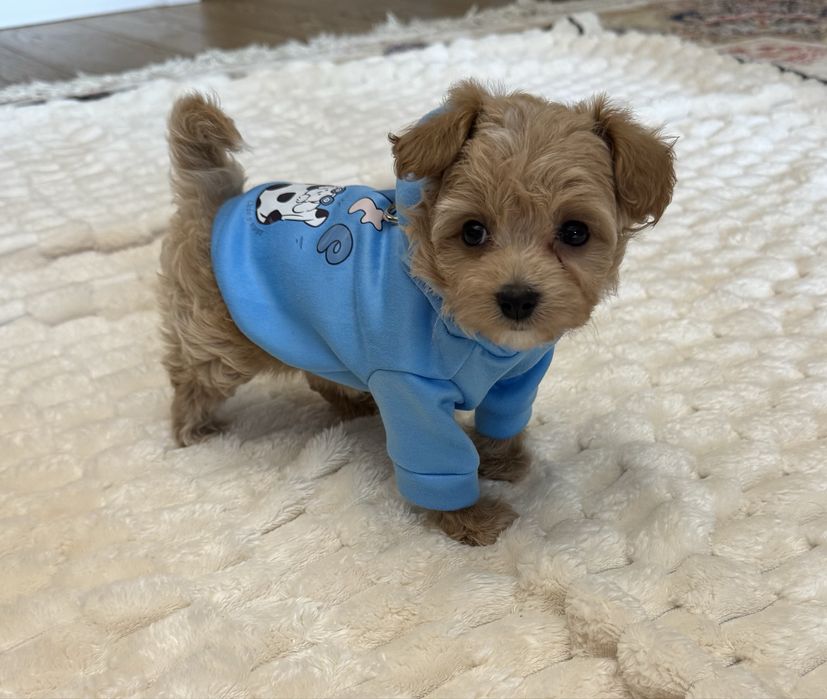 Мальтипу мини- крошечный компаньон навсегда маленький