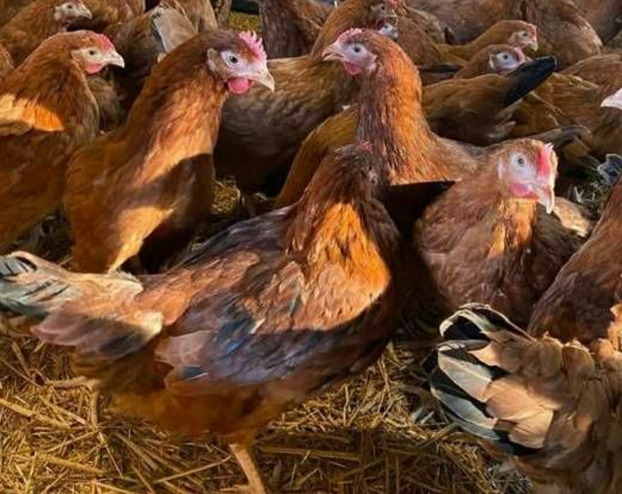 Kurczaki - nioski, kokoszki, kogury