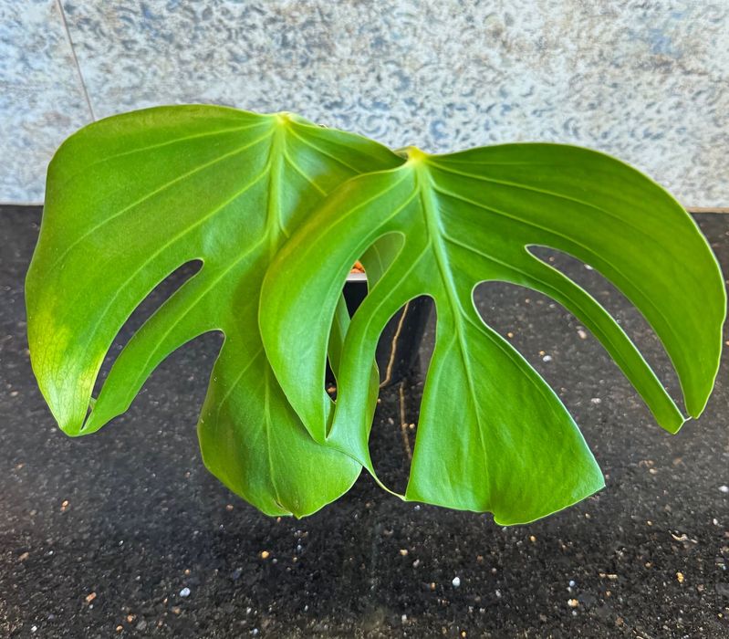Monstera Deliciosa var. sierrana