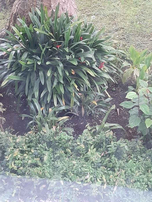 Plantas e arvores de fruta raras e estacas