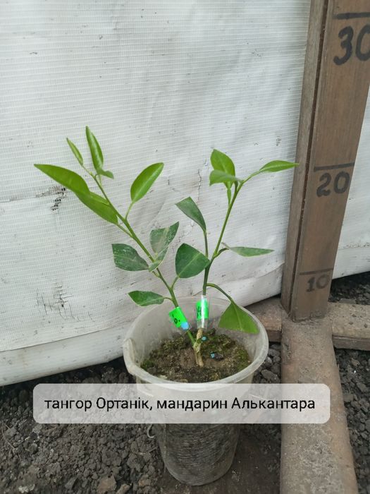 Сад цитрус 2 сорта