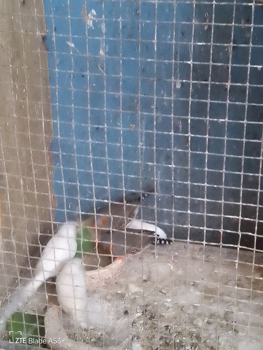 Pássaros Mandarins Machos
