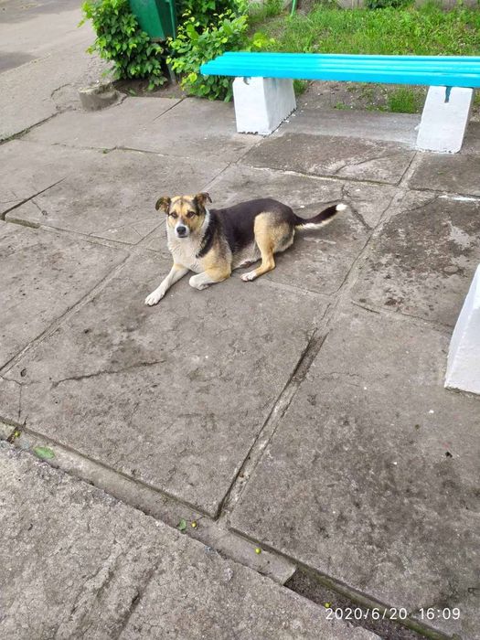 Собака яку покинули у селі та виїхали  дружить з дітьми