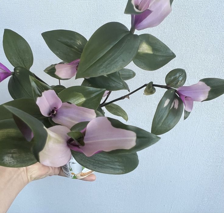 Свіжозріз традесканціі соромʼязлива наречена (блашинг брайд)