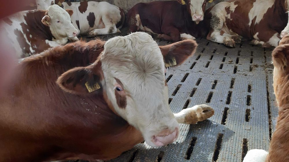 Maty legowiskowe materace ruszta dla bydła